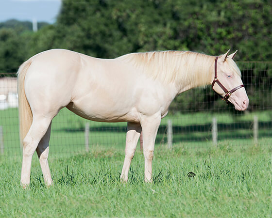 SJR Diamonds Magic - CD Diamond x Shes A Majestic Whiz - 2015 Cremello Filly